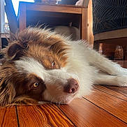 Saïko a rejoint le concours — aidez-le/la à gagner de superbes lots ! dog, pet, australian_shepherd, brown_and_white, fur, nose, eyes, close_up, lying_down, wooden_floor, indoor, cozy, relaxed, floorboards, table, chair, furniture, sunlight, portrait, muzzle