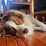 dog, pet, australian_shepherd, brown_and_white, fur, nose, eyes, close_up, lying_down, wooden_floor, indoor, cozy, relaxed, floorboards, table, chair, furniture, sunlight, portrait, muzzle