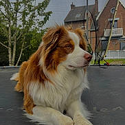 Saïko participe au concours pour gagner de l'argent avec cette photo : animal, brown_and_white, calm, canine, daylight, dog, domestic_animal, fence, fluffy, grass, house, nature, outdoor, pet, quiet, relaxing, resting, trampoline, tree, yard