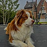 animal, brown_and_white, calm, canine, daylight, dog, domestic_animal, fence, fluffy, grass, house, nature, outdoor, pet, quiet, relaxing, resting, trampoline, tree, yard