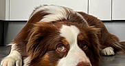 Saïko participe au concours pour gagner de l'argent avec cette photo : australian_shepherd, bored, brown_and_white, cabinets, canine, close_up, dog, droopy_expression, eyes, floor, fur, indoors, kitchen, low_angle, lying_down, nose, paws, pet, portrait, resting