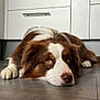 Saïko participe au concours pour gagner de l'argent avec cette photo : dog, australian_shepherd, pet, lying_down, floor, kitchen, cabinets, brown_and_white, close_up, portrait, paws, nose, eyes, bored, indoors, fur, canine, resting, low_angle, droopy_expression