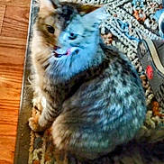 Matilda is registered to the contest to win money with this photo: animal, blur, cat, cute, domestic, ears, feline, floor, footwear, fur, household, indoor, pattern, pet, rug, shoes, sitting, tail, whiskers, wood_floor