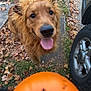 Surge joined the competition — help win amazing prizes! dog, golden_retriever, costume, lion_mane, leash, person, sidewalk, grass, leaves, autumn, pumpkin_bucket, halloween, tongue_out, happy, pet, outdoor, wheel, car, blurred, close_up