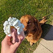 Surge is registered to the contest to win money with this photo: dog, golden_retriever, leash, treat, whipped_cream, dog_biscuit, hand, grass, sidewalk, sneaker, outdoor, daylight, pet, canine, sniffing, food, animal, curious, cute, walk