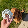 dog, golden_retriever, leash, treat, whipped_cream, dog_biscuit, hand, grass, sidewalk, sneaker, outdoor, daylight, pet, canine, sniffing, food, animal, curious, cute, walk