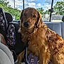 Surge joined the competition — help win amazing prizes! golden_retriever, dog, pet, car, backseat, seatbelt, seat, window, sky, clouds, trees, daylight, animal, canine, fur, leash, resting, indoors, transportation, vehicle