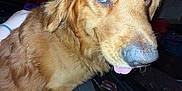 Surge joined the competition — help win amazing prizes! dog, golden_retriever, tongue, pet, indoor, closeup, fur, animal, mammal, canine, companion, domestic, cute, face, friendly, household, person_leg, light, shadow, expression