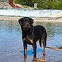 Talia participe au concours pour gagner de l'argent avec cette photo : rottweiler, dog, water, river, rocks, leash, outdoor, nature, animal, pet, shallow_water, greenery, rapids, canine, standing, wet, summer, daylight, mammal, landscape