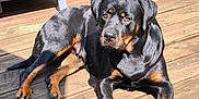 Talia participe au concours pour gagner de l'argent avec cette photo : rottweiler, dog, pet, animal, outdoor, sunlight, wooden_deck, black_and_tan, canine, lying_down, paw, face, ears, guard, companion, domestic_animal, relaxed, summer, nature, shadow