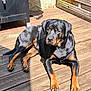 rottweiler, dog, pet, animal, outdoor, sunlight, wooden_deck, black_and_tan, canine, lying_down, paw, face, ears, guard, companion, domestic_animal, relaxed, summer, nature, shadow