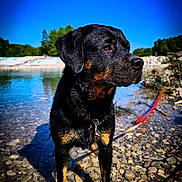 Talia a rejoint le concours — aidez-le/la à gagner de superbes lots ! rottweiler, dog, water, pebbles, leash, outdoor, nature, sky, trees, rocks, pet, animal, standing, canine, collar, sunlight, reflection, landscape, summer, adventure
