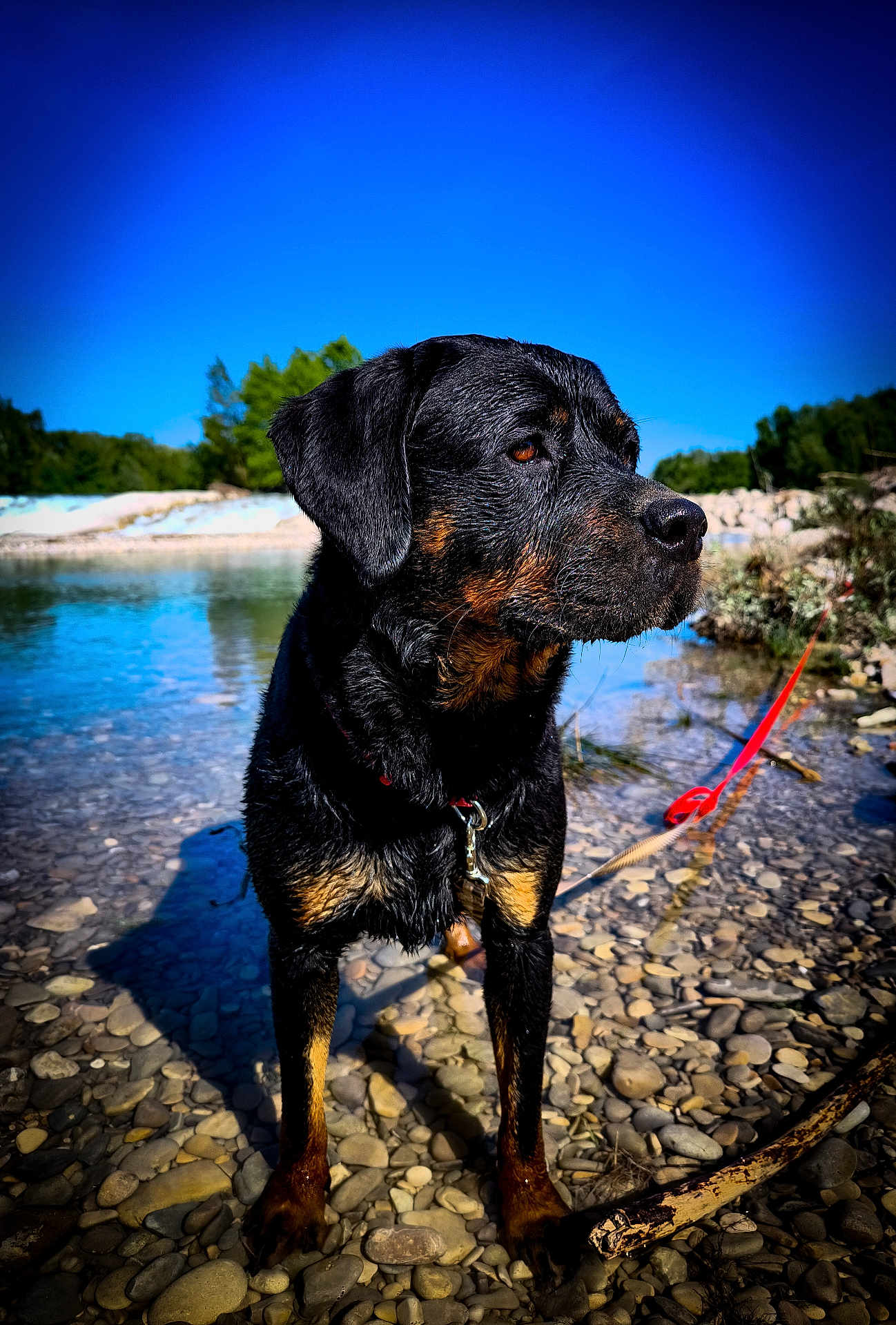 Talia a rejoint le concours — aidez-le/la à gagner de superbes lots ! rottweiler, dog, water, pebbles, leash, outdoor, nature, sky, trees, rocks, pet, animal, standing, canine, collar, sunlight, reflection, landscape, summer, adventure