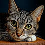 animal, brown_surface, cat, close_up, cute, dark_background, domestic_cat, ears, face, feline, fur, green_eyes, indoor, pet, portrait, resting, soft_lighting, tabby_cat, texture, whiskers