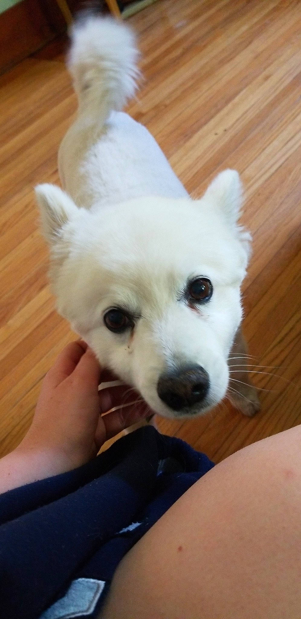 Pooka is registered to the contest to win money with this photo: carnivore, comfort, companion_dog, dog, dog_breed, ear, flooring, fur, hardwood, non_sporting_group, snout, tail, terrestrial_animal, toy_dog, varnish, whiskers, wood, wood_flooring, wood_stain, working_animal