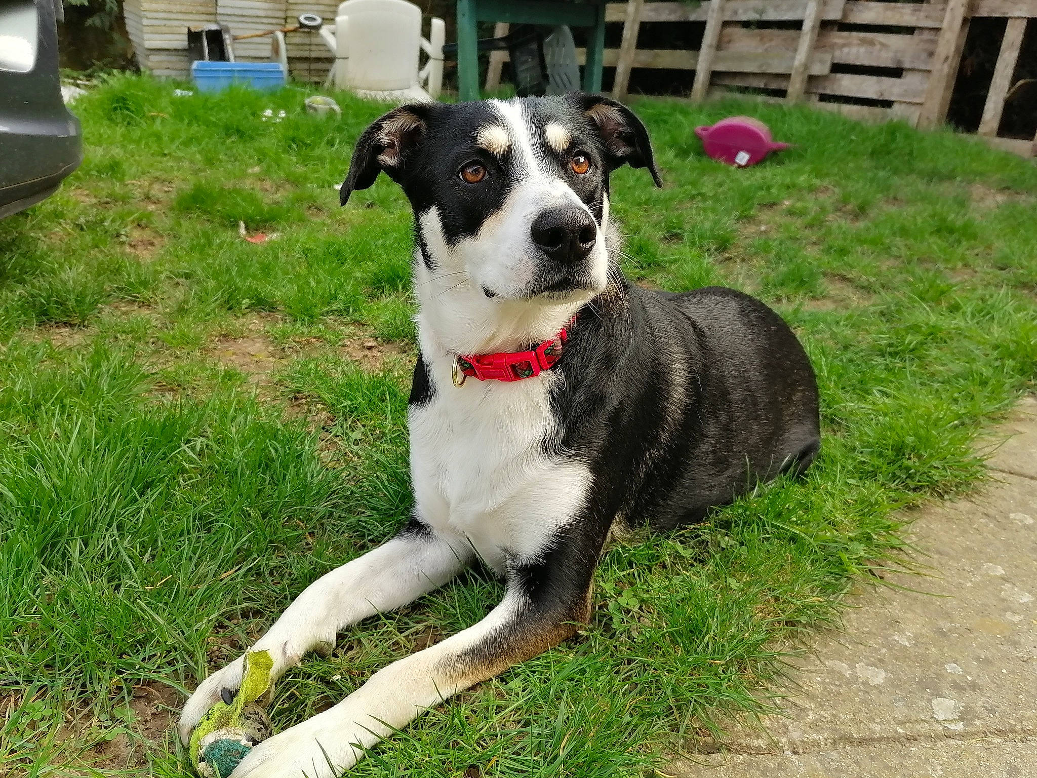 April participe au concours pour gagner de l'argent avec cette photo : adventure, border_collie, canidae, carnivore, companion_dog, danish_swedish_farmdog, dog, dog_breed, dog_collar, feist, herding_dog, mammal, mcnab, plant, rare_breed_dog, snout, sporting_group, tail, vertebrate, working_dog