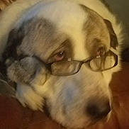 Rocket Bartholomew is registered to the contest to win money with this photo: dog, glasses, close_up, blurry, resting, large_dog, face, fur, brown, white, pet, indoors, sleepy, wearing_glasses, animal, mammal, head, nostrils, ears, portrait