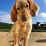 Athéna participe au concours pour gagner de l'argent avec cette photo : dog, puppy, outdoor, sunny, close_up, grass, playground, blue_sky, animal, pet, ears, fur, snout, concrete, daylight, nature, young_dog, curious, background, expression