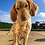 dog, puppy, outdoor, sunny, close_up, grass, playground, blue_sky, animal, pet, ears, fur, snout, concrete, daylight, nature, young_dog, curious, background, expression