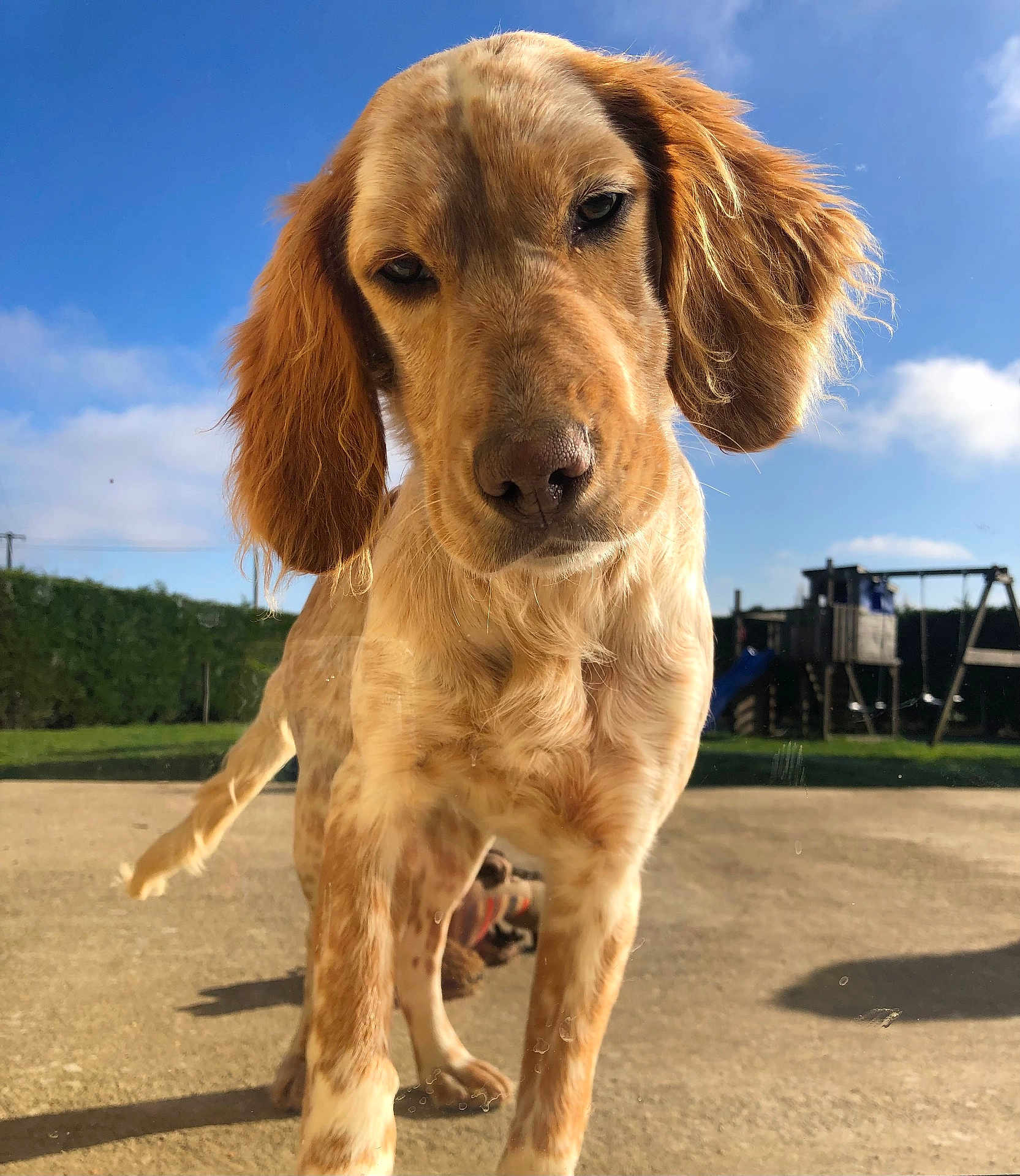 Athéna participe au concours pour gagner de l'argent avec cette photo : dog, puppy, outdoor, sunny, close_up, grass, playground, blue_sky, animal, pet, ears, fur, snout, concrete, daylight, nature, young_dog, curious, background, expression