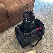 Carl is registered to the contest to win money with this photo: dog, black_dog, curly_fur, pet, pet_carrier, travel_bag, sitting, indoors, living_room, couch, carpet, floor, collar, toy, plush_toy, home, furniture, companion_animal, portrait, well_lit