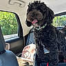 Carl joined the competition — help win amazing prizes! dog, black_dog, curly_fur, pet, canine, tongue_out, open_mouth, collar, sitting, car, vehicle_interior, back_seat, passenger, window, sunlight, trees, outdoor, travel, bags, charging_cable