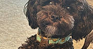 Carl is registered to the contest to win money with this photo: dog, puppy, brown_dog, curly_fur, fluffy, long_hair, pet, collar, colorful_collar, portrait, close_up, sitting, indoors, carpet, home, furniture, dark_fur, brown_eyes, looking_at_camera, cute