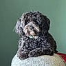 Carl is registered to the contest to win money with this photo: dog, black_dog, curly_fur, fluffy, pet, canine, collar, teal_collar, sitting, portrait, indoor, green_wall, chair, cushion, cream_upholstery, living_room, centered_subject, close_up, adorable, photography