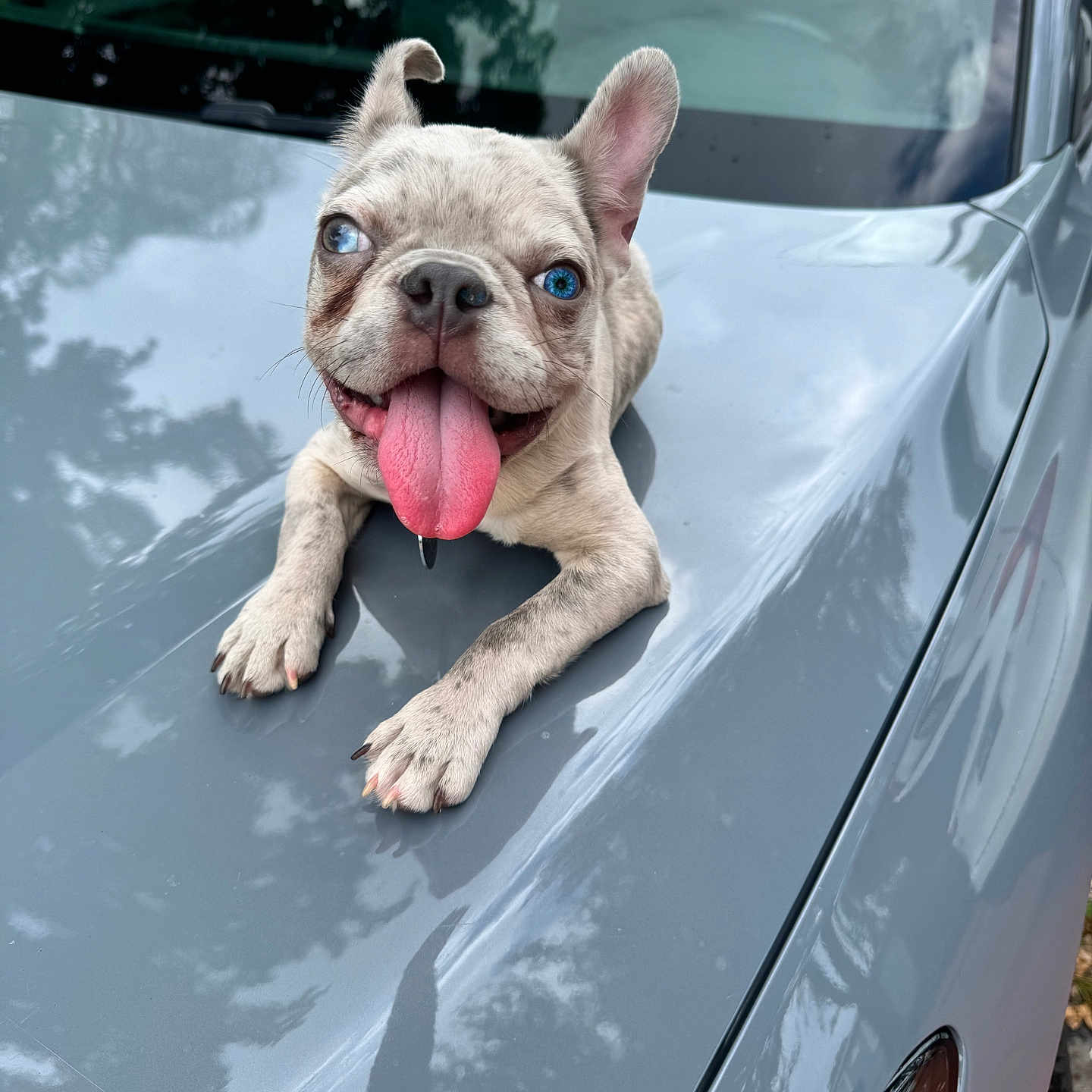 Cash joined the competition — help win amazing prizes! alloywheel, animal, bodypart, bulldog, canine, car, carwheel, dog, frenchbulldog, machine, mouth, person, pet, pitbull, puppy, spoke, tire, transportation, vehicle, wheel