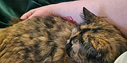 Phoebe is registered to the contest to win money with this photo: animal, arm, blanket, cat, closeup, companion, cozy, domestic_animal, fabric, feline, fur, indoor, person, pet, relaxation, resting, sleeping, soft, tattoo, tortoiseshell_cat