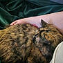animal, arm, blanket, cat, closeup, companion, cozy, domestic_animal, fabric, feline, fur, indoor, person, pet, relaxation, resting, sleeping, soft, tattoo, tortoiseshell_cat