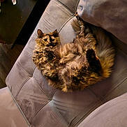 Phoebe joined the competition — help win amazing prizes! animal, cat, comfortable, couch, cozy, curious, domestic, feline, fluffy, fur, furniture, home, indoor, living_room, lying_down, pet, relaxed, resting, soft_lighting, tortoiseshell