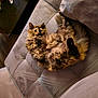 animal, cat, comfortable, couch, cozy, curious, domestic, feline, fluffy, fur, furniture, home, indoor, living_room, lying_down, pet, relaxed, resting, soft_lighting, tortoiseshell