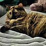 Phoebe joined the competition — help win amazing prizes! animal, blanket, cat, comfort, couch, cozy, ears, face, feline, fur, home, indoor, pet, plush_toy, relaxed, resting, sheep_plush, soft_texture, tortoiseshell_cat, whiskers