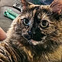 Phoebe joined the competition — help win amazing prizes! animal, cat, close_up, closeup, couch, curious, domestic_animal, feline, fur, furry, green_eyes, hand, indoor, mammal, pet, portrait, relaxed, soft_light, tortoiseshell, whiskers