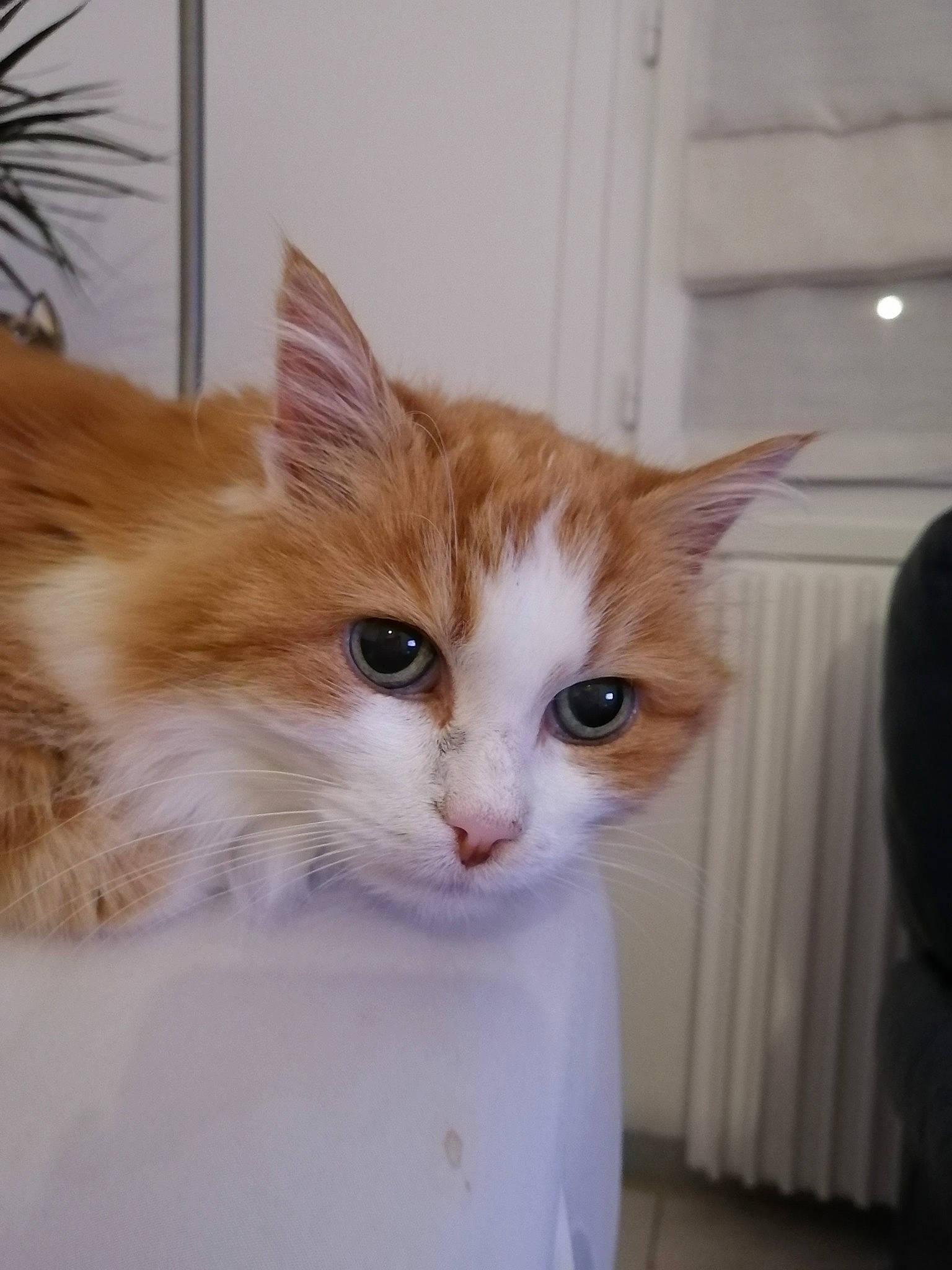 Crapule a rejoint le concours — aidez-le/la à gagner de superbes lots ! carnivore, cat, fawn, felidae, fur, iris, peach, small_to_medium_sized_cats, snout, vertebrate, whiskers