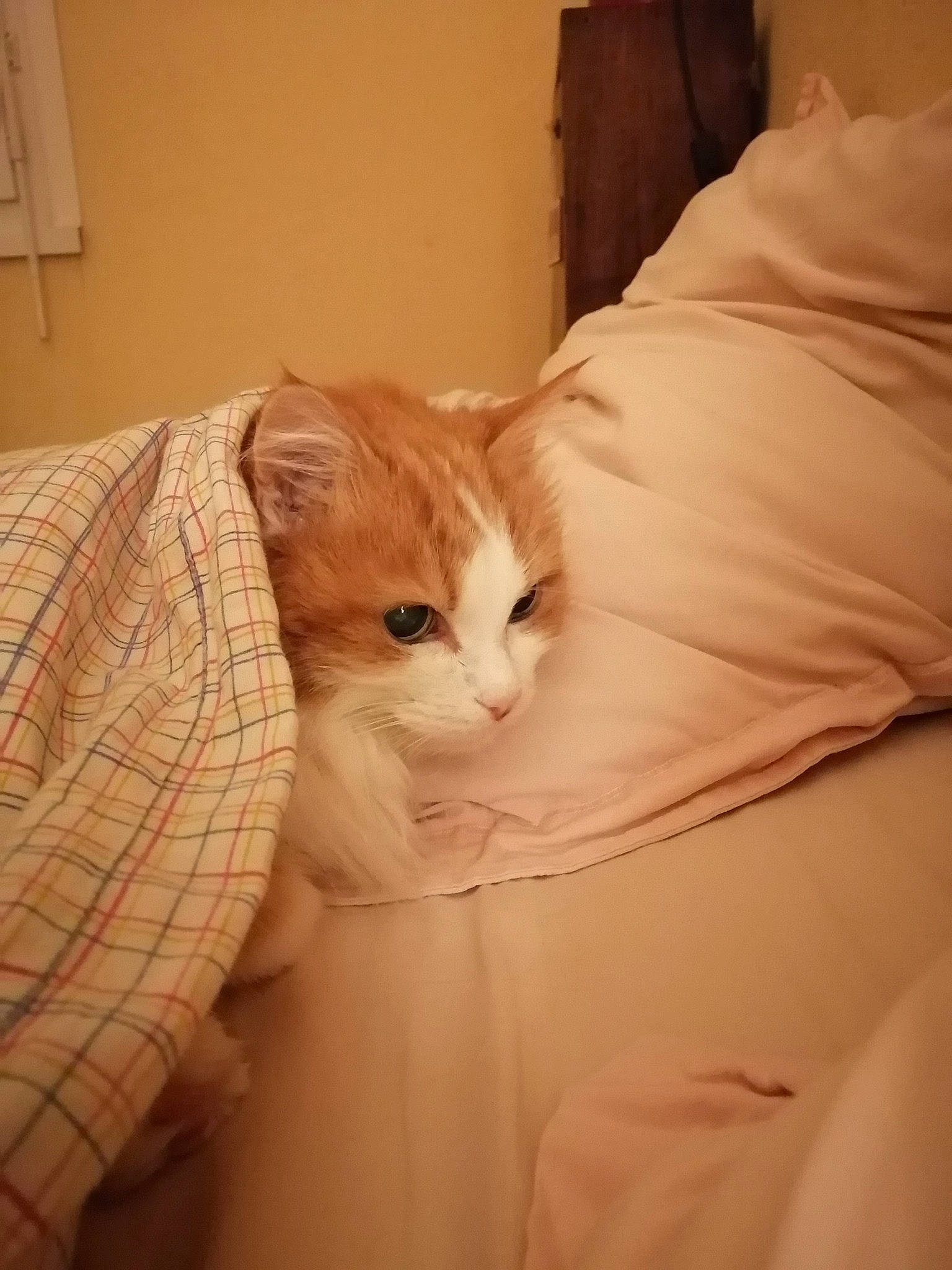 Crapule a rejoint le concours — aidez-le/la à gagner de superbes lots ! beige, carnivore, cat, comfort, felidae, fur, light_switch, linens, peach, picture_frame, small_to_medium_sized_cats, whiskers