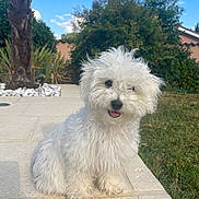 Baïa a rejoint le concours — aidez-le/la à gagner de superbes lots ! dog, white_dog, fluffy, outdoor, sunlight, grass, tree, bushes, blue_sky, stone_path, pet, happy, tongue_out, small_dog, cute, nature, garden, smiling, animal, fur