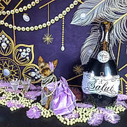 Lola joined the competition — help win amazing prizes! dog, small_dog, dress, pearls, feathers, purple, balloon, champagne, party, celebration, decorations, glamorous, pet, costume, accessories, elegant, table, background, festive, sitting