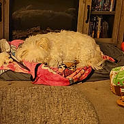 Zoey-Elisabeth joined the competition — help win amazing prizes! dog, sleeping, blanket, living_room, carpet, cabinet, books, pet, cozy, fur, resting, indoors, curled_up, white_dog, home, comfort, animal, relaxation, soft, nap