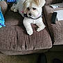 Zoey-Elisabeth joined the competition — help win amazing prizes! dog, white_dog, couch, brown_couch, knitted_blanket, blue_blanket, green_blanket, remote_control, papers, carpet, black_shoes, living_room, pet, fur, indoor, relaxed, seated, home, cozy, curious