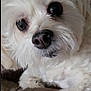Zoey-Elisabeth is registered to the contest to win money with this photo: dog, white_dog, close_up, fluffy, pet, animal, nose, eye, fur, couch, indoor, cute, paw, toy, relaxed, companion, domestic_animal, friendly, canine, portrait