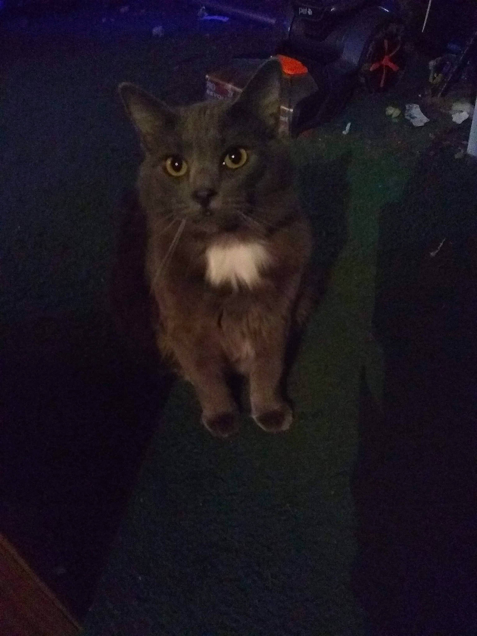 Grady is registered to the contest to win money with this photo: carnivore, cat, darkness, domestic_short_haired_cat, european_shorthair, eye, felidae, fur, kitten, mammal, night, polydactyl_cat, sky, small_to_medium_sized_cats, snapshot, square, tail, whiskers