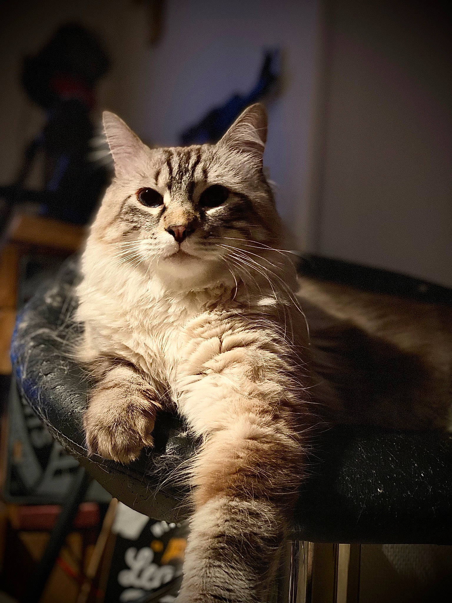 Paul a rejoint le concours — aidez-le/la à gagner de superbes lots ! carnivore, cat, claw, comfort, darkness, domestic_short_haired_cat, felidae, fur, metal, paw, sitting, small_to_medium_sized_cats, snout, tail, terrestrial_animal, whiskers, window, wood