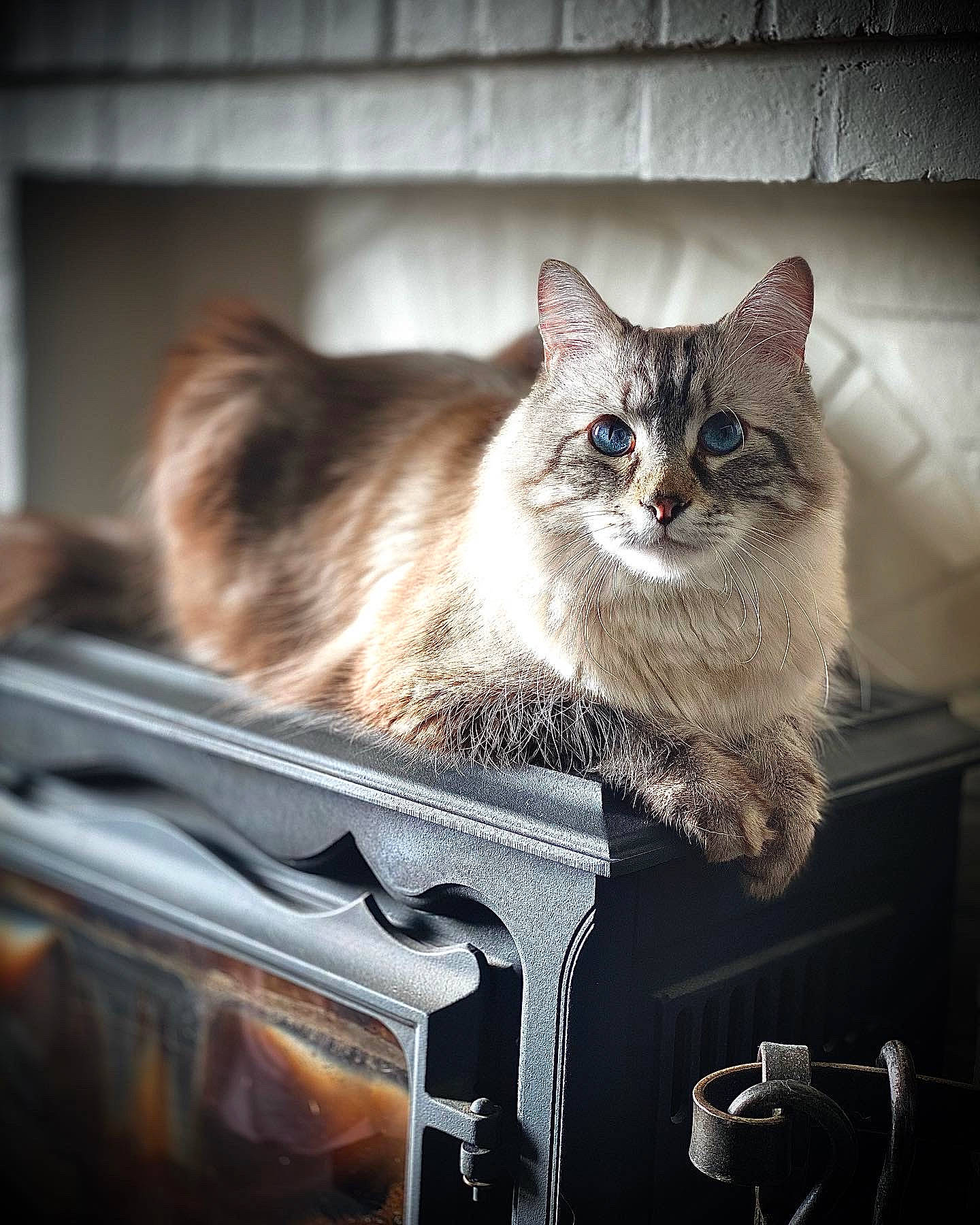 Paul participe au concours pour gagner de l'argent avec cette photo : box, cabinetry, carnivore, cat, claw, domestic_short_haired_cat, drawer, fawn, felidae, fur, glass, metal, paw, sitting, small_to_medium_sized_cats, snout, tail, whiskers, window, wood