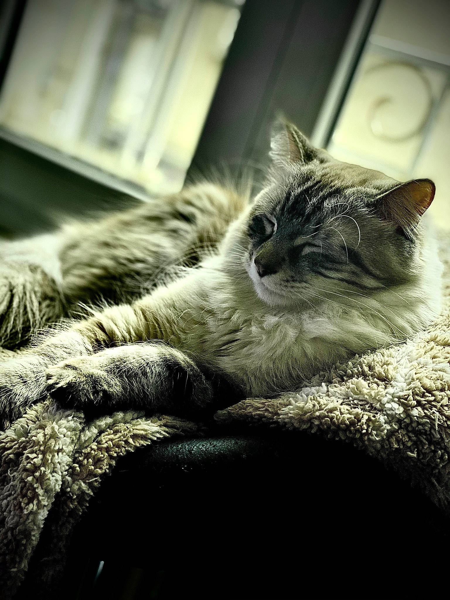 Paul a rejoint le concours — aidez-le/la à gagner de superbes lots ! black_and_white, carnivore, cat, close_up, comfort, domestic_short_haired_cat, felidae, fur, grass, grey, monochrome, monochrome_photography, plant, small_to_medium_sized_cats, snout, style, tints_and_shades, whiskers, window, wood