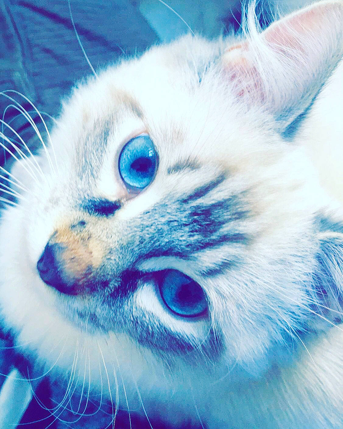 Paul a rejoint le concours — aidez-le/la à gagner de superbes lots ! art, azure, carnivore, cat, close_up, domestic_short_haired_cat, electric_blue, felidae, fur, graphics, iris, macro_photography, painting, paw, sky, small_to_medium_sized_cats, snout, tail, terrestrial_animal, whiskers