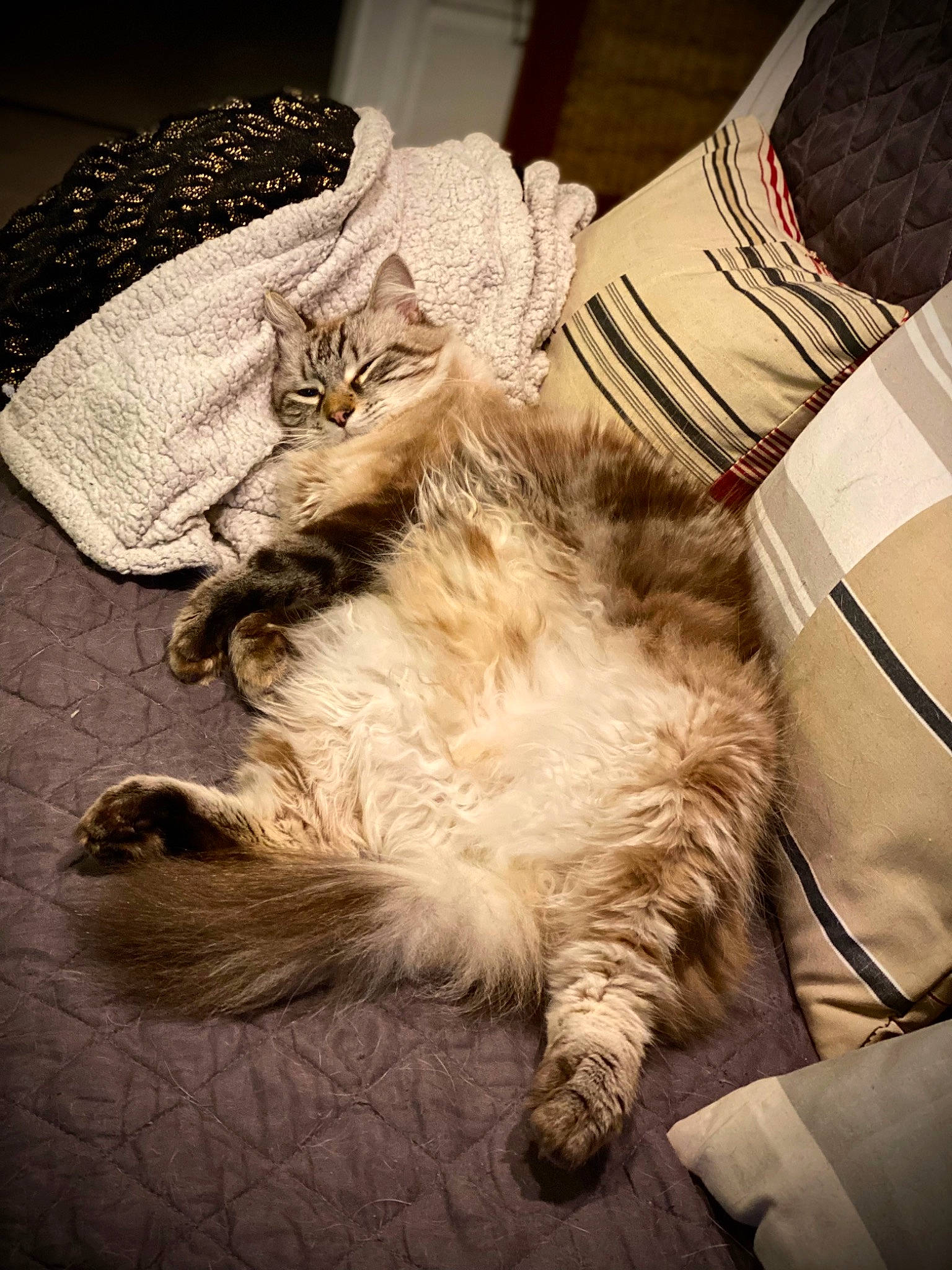 Paul a rejoint le concours — aidez-le/la à gagner de superbes lots ! bed, bedding, carnivore, cat, claw, cloud, comfort, domestic_short_haired_cat, fawn, felidae, fur, human_leg, lap, linens, metal, nap, paw, small_to_medium_sized_cats, tail, whiskers