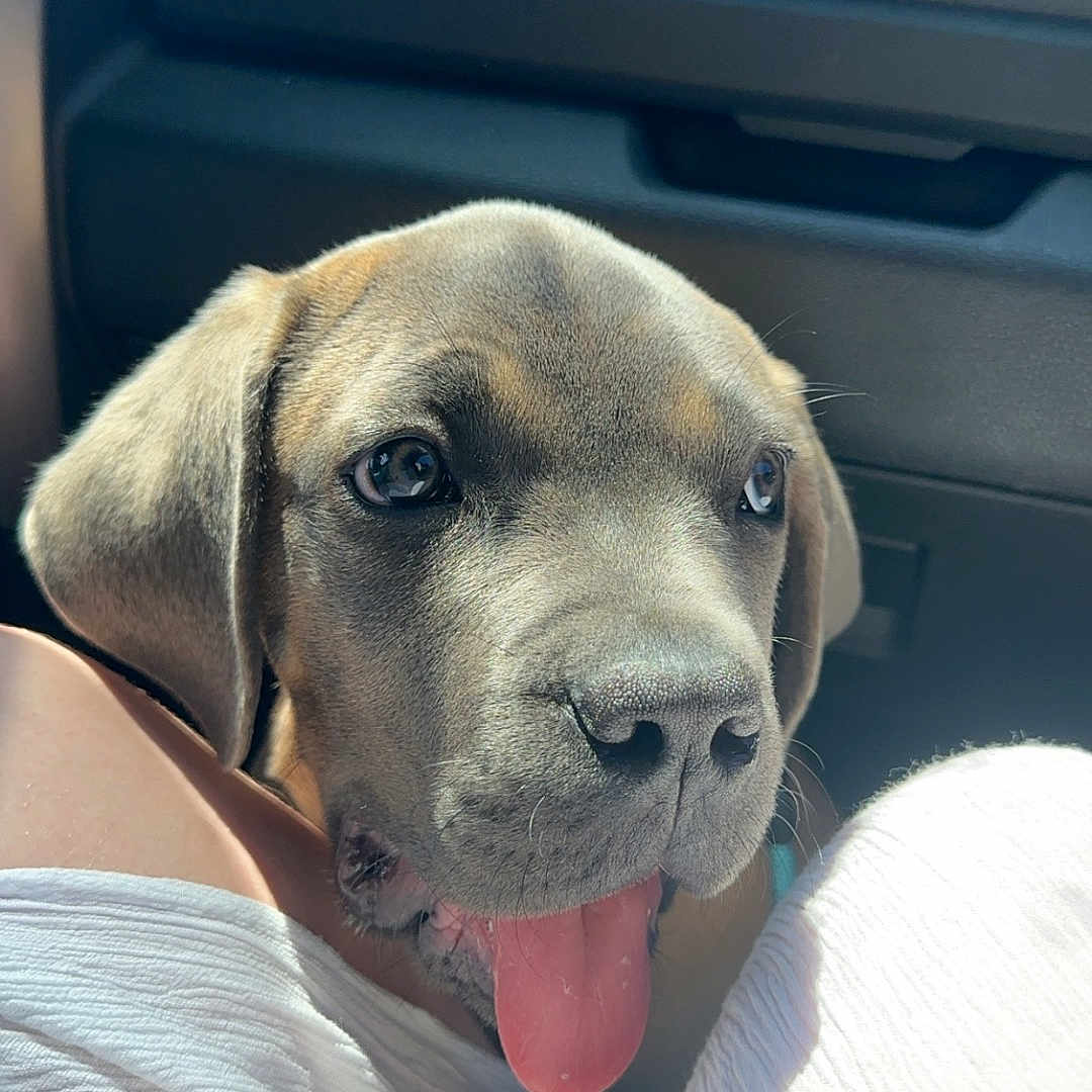 Arès a rejoint le concours — aidez-le/la à gagner de superbes lots ! animal, car_interior, close_up, companion, cute, dog, domestic_animal, ears, fur, indoor, legs, light, pet, portrait, puppy, sitting, snout, tongue_out, white_clothing, young_dog