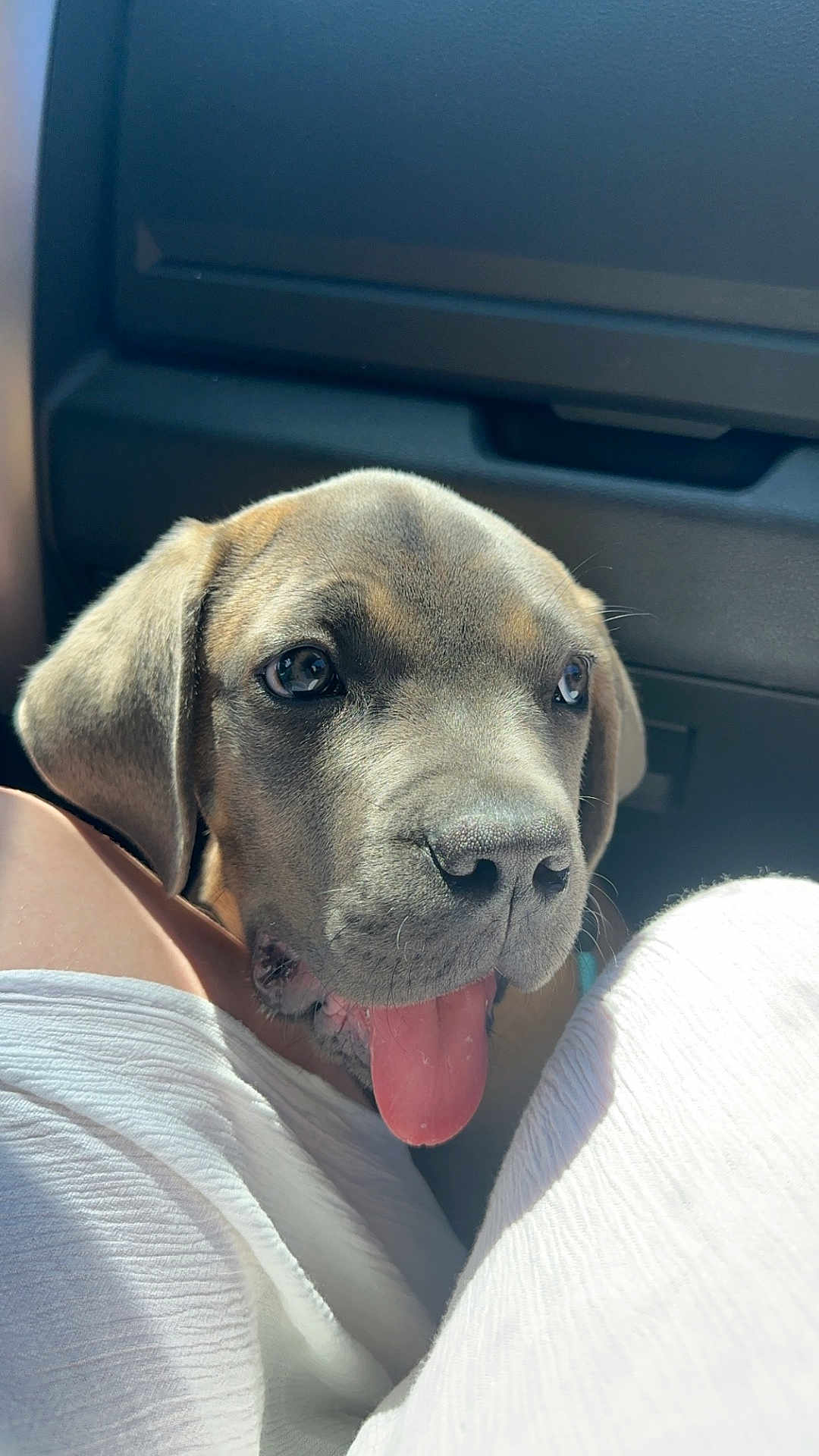 Arès a rejoint le concours — aidez-le/la à gagner de superbes lots ! puppy, dog, pet, close_up, tongue_out, car_interior, legs, white_clothing, cute, young_dog, animal, companion, domestic_animal, fur, snout, ears, sitting, portrait, indoor, light